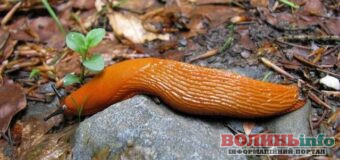 Як боротися з рудими слимаками, які швидко поширюються на Львівщині