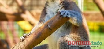 Лучан та гостей міста запрошують до зоопарку: години роботи та ціни на квитки