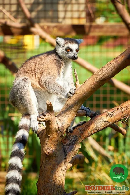 Луцький зоопарк