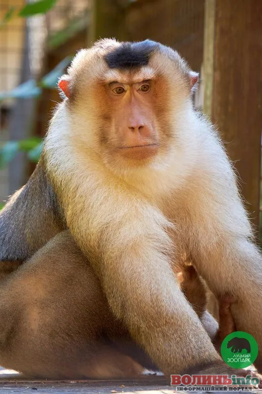 Луцький зоопарк