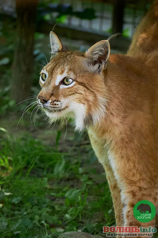 Луцький зоопарк