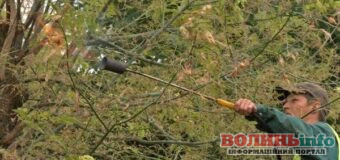 Ковель змагається зі збільшенням площі американського білого метелика: нові методи і фінансування