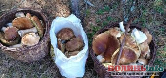 Сезон грибного полювання: де на Волині зараз збирають гриби