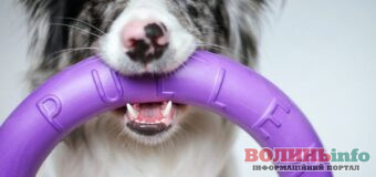 Іграшки для собак різних порід: що підходить для маленьких і великих улюбленців?