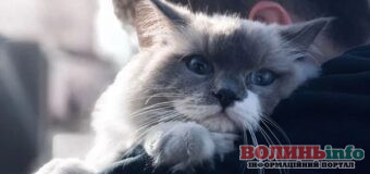 Коти, що не відстануть від господаря: дві породи, відданіші за собак
