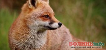 На Волині зафіксували значне зростання популяції лисиць