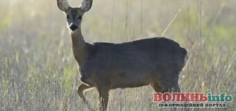У Шацькому національному парку зафіксували рідкісну козулю
