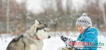 10 порід собак, які чудово переносять холод і сніг