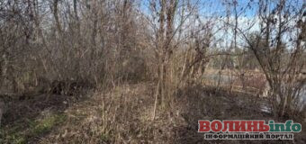 У луцькому центральному парку виріжуть аварійні дерева