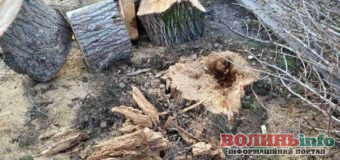 Біля дитсадків у Луцьку зріжуть аварійно небезпечні дерева