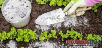 Зола на городі: як правильно використовувати добриво та кому воно може зашкодити