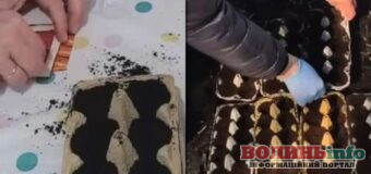 Як посадити моркву без зайвих клопотів: хитрий спосіб з яєчними лотками