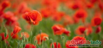 22 червня — День скорботи та вшанування пам’яті жертв війни: трагічні сторінки української історії