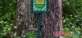 Скарб природи під Луцьком: дубу-велетню понад 330 років