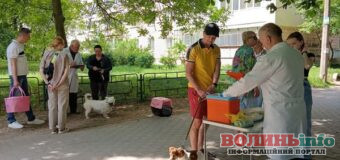 У Луцьку розпочинається безплатне щеплення тварин від сказу: адреси та дати
