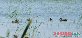 Нацпарк «Прип’ять-Стохід» підрахував птахів: зафіксували рідкісного лебедя-кликуна