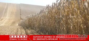 На Волині – пік пізніх жнив: що відомо про цьогорічний урожай