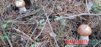 Біля Луцька розпочався сезон білих грибів: де вже знайшли врожай