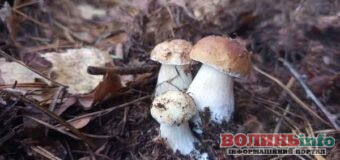 На Волині після дощів з’явилися білі гриби: сезон тихого полювання стартував