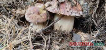 Де на Волині збирають найбільше грибів восени