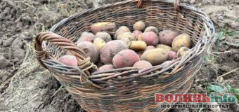 Ціни та врожай картоплі на Волині: що кажуть продавці й господарі
