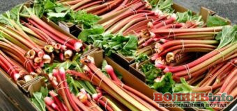 На Волині відновили вирощування органічного ревеню