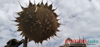 Волинь увійшла в п’ятірку областей за врожайністю соняшника