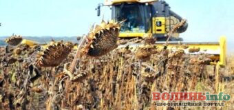 На Волині стартував збір врожаю соняшника