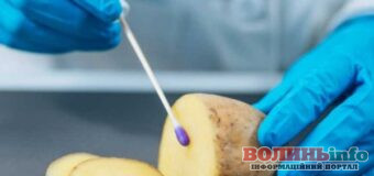 На Волині відкриють біотехнологічну лабораторію для вирощування елітної картоплі