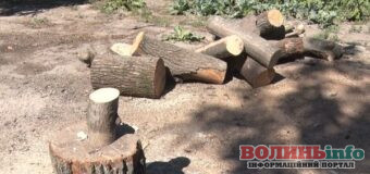 Які лісові ресурси можна забирати без дозволу: що дозволено і які штрафи