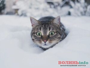 За якої температури коти починають мерзнути і яку холодостійкість можуть витримати