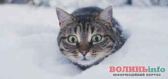 За якої температури коти починають мерзнути і яку холодостійкість можуть витримати