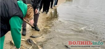У нововолинське озеро випустили пів тонни риби для відновлення екосистеми
