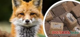 На Волині розповсюдили понад 300 тисяч доз вакцини проти сказу