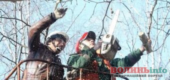 На меморіалі «Вічна Слава» у Луцьку проводять формувальну обрізку дерев