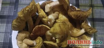 На Волині навіть у грудні знаходять гриби: ліс дивує врожаями