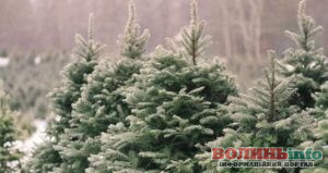 У Старовижівській громаді нагадали: новорічну ялинку варто купувати лише законно
