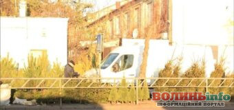 Скільки коштують живі ялинки та сосни у Луцьку перед святами