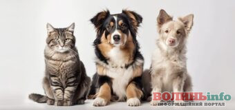 ТОП зоомагазинів України: чому BestPet – найкращий вибір для власників тварин