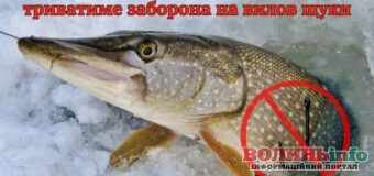 На Волині з 15 лютого вводять сувору заборону на вилов щуки