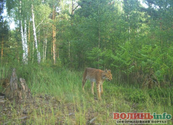 Чисельність рисі на Рівненщині зросла майже вдвічі: що це означає для людей