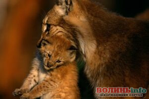 Чисельність рисі на Рівненщині зросла майже вдвічі: що це означає для людей