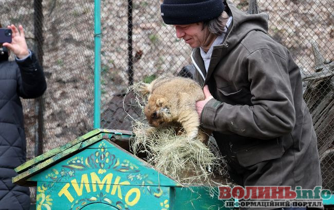 бабак Тимко