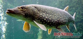 На Волині з 15 лютого запроваджують нерестову заборону на вилов щуки