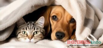 В Україні змінили правила утримання собак: що заборонено від 1 березня