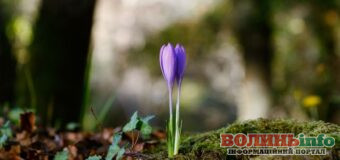 Якою буде погода на Волині у березні: прогноз на перший місяць весни та корисні поради