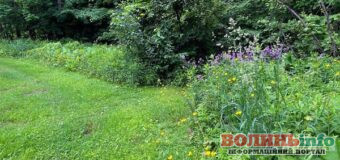 7 простих справ для догляду за газоном у березні: як підготувати траву до літа