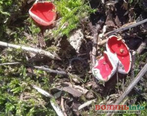 У лісах Волині з’явилися яскраві «ельфійські чаші»: стартував грибний сезон