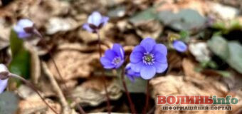 У Шацькому нацпарку зацвіла рідкісна квітка-індикатор стану лісу