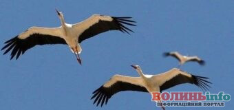 У Черемському заповіднику розповіли, коли в Україну повертаються перелітні птахи